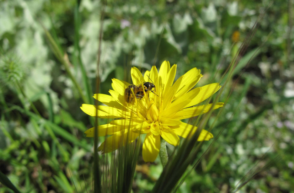 Coleotteri determinazione